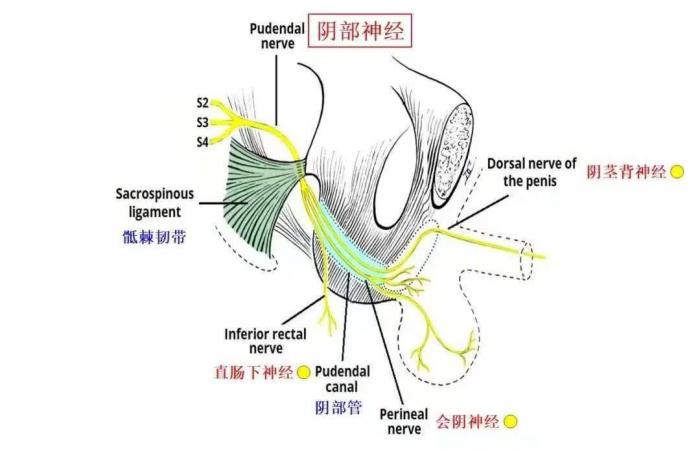 兩年“痛魔”糾纏不休，三甲醫(yī)院為“難言之隱”松綁1 (2).jpg