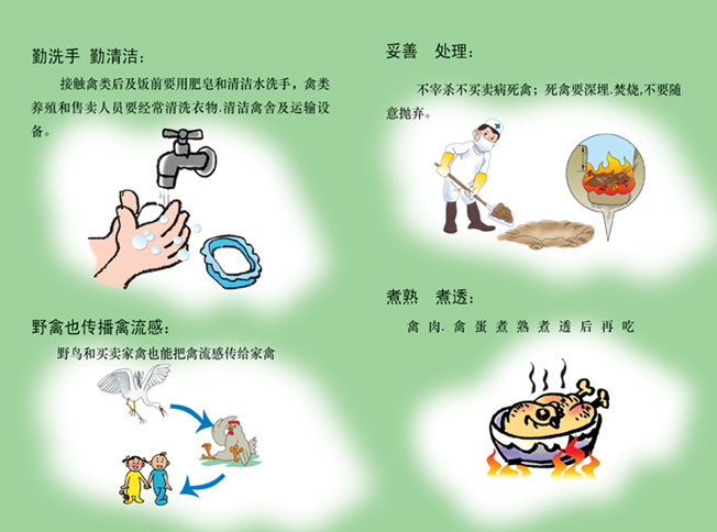 人感染高致病性禽流感防治知識